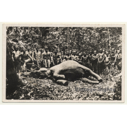 Kapanga / Congo-Belge: Un Éléphant Tué Par Soldats / Force Publique (Vintage Postcard)