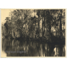 Florida / USA: River In Silver Springs / Tarzen (Vintage Photo 1940)