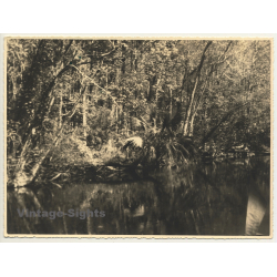Florida / USA: Marigot Bay / Palm Trees (Vintage Photo 1940)