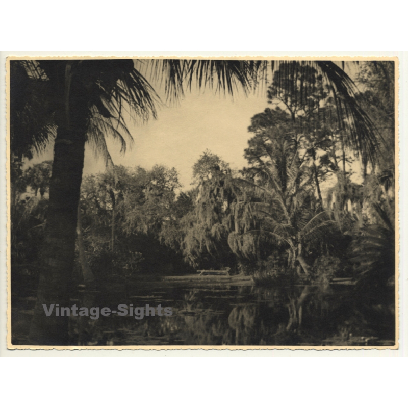 Florida / USA: Cypress Gardens / Trees - Water (Vintage Photo 1940)