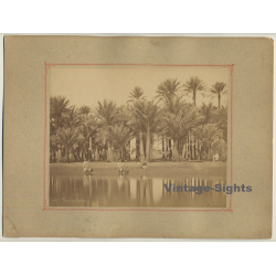 Pascal Sébah (1823-1886): Palmiers À Gizeh - Nile - Palms / Egypt (Large Vintage Photo)
