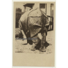 Carl Hagenbeck's Tierpark: Indian Rhinoceros / Panzernashorn (Vintage RPPC ~1930s)