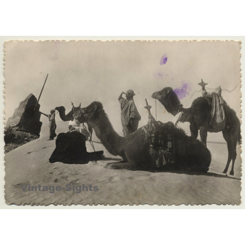 Sahara: Bedouins & Dromedaries On Dune (Vintage RPPC Ethnic)
