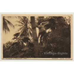 Mombasa / Kenya Colony: Climbing A Cocoanut Tree (Vintage PC Ethnic)