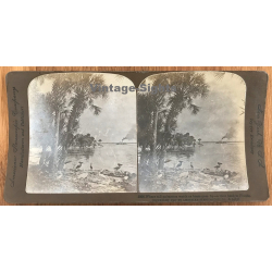 Where Tall Palmettos Watch Boats Pass By - River Bank, Florida (Vintage Stereo Photo...
