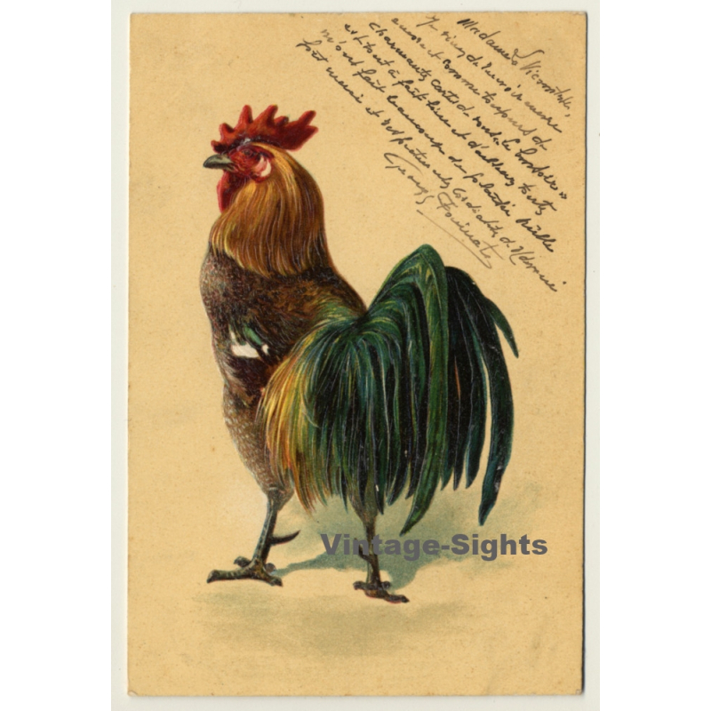 Rooster - Cock - Poultry / Paul Finkenrath (Vintage Hand Tinted PC 1900s)