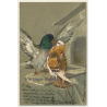 Pigeon & Bird / Paul Finkenrath (Vintage Embossed PC 1900s)