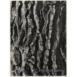 Mallorca / Baleares: Pine Tree Bark - Detail (Vintage Photo  ~1960s)