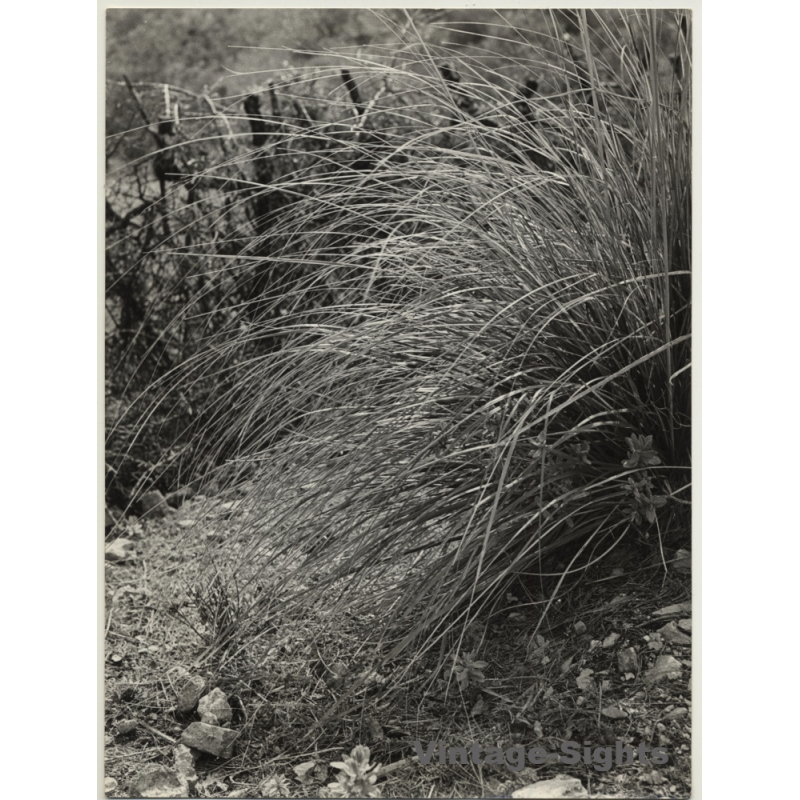 Mallorca / Baleares: Wild Grass - Detail / Pasto Salvaje (Vintage Photo ~1960s) Mallorca / Baleares: Wild Grass - Detail / Pasto Salvaje (Vintage Photo ~1960s)