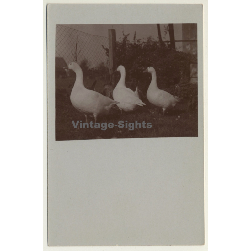 3 Geese On Meadow / Goose - Gänse (Vintage Cellofix RPPC ~1910s)