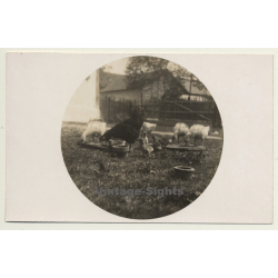 Chicken & Chicks On Meadow *2 / Hühner - Poultry (Vintage RPPC ~1910s)