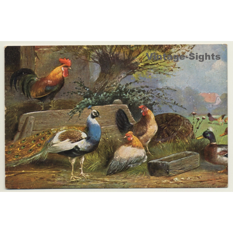 Chicken, Peacock & Duck At Trough - Poultry (Vintage Artist PC)