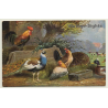 Chicken, Peacock & Duck At Trough - Poultry (Vintage Artist PC)