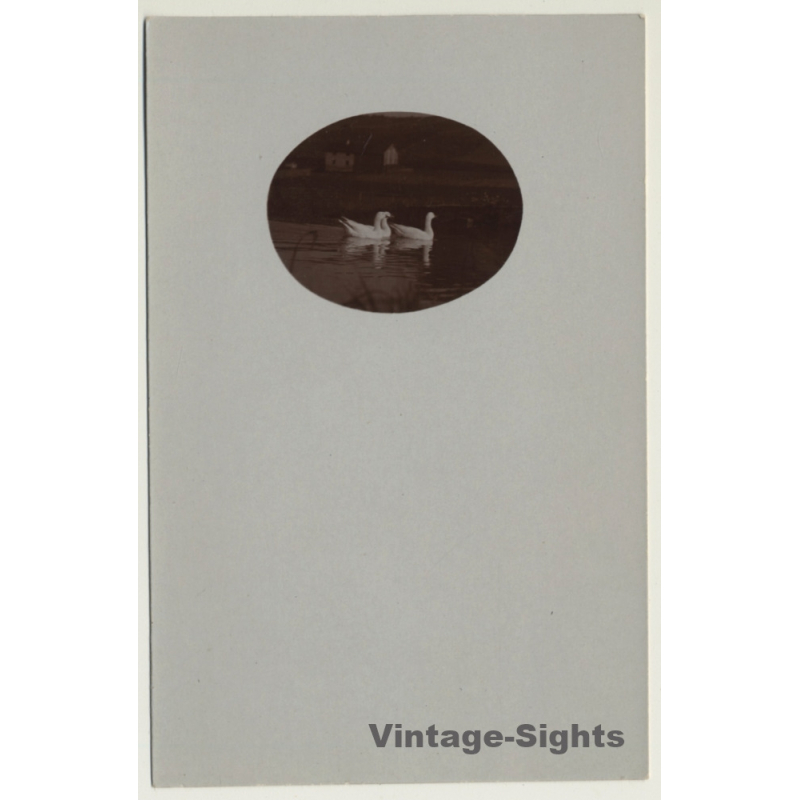 3 Swans On Lake / Poultry (Vintage Cellofix RPPC ~1910s)