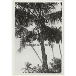 Java / Indonesia: Harvest Of Coconuts / Climbing (Vintage Photo ~1930s)