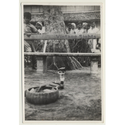 India: Snake Of Snake Charmer & Local People / Ethnic (Vintage Photo ~1930s)