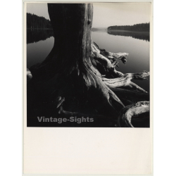 Ulf Sjöstedt (1935-2009):  Tree Study (Vintage Photo ~1980s)
