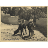 Bou-Saada / Algeria: Tourists On Dromedaries / Native Kid (Vintage Photo ~1940s/1950s)