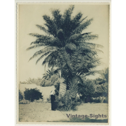 Saïda / Algeria: Bedouin In Front Of Palm, Orange & Lemon Trees (Vintage Photo ~1940s/1950s)