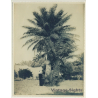 Saïda / Algeria: Bedouin In Front Of Palm, Orange & Lemon Trees (Vintage Photo ~1940s/1950s)