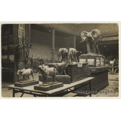 PC Adressed To Taxidermist Jean Swinnens At Tervueren Museum (Vintage RPPC 1914)
