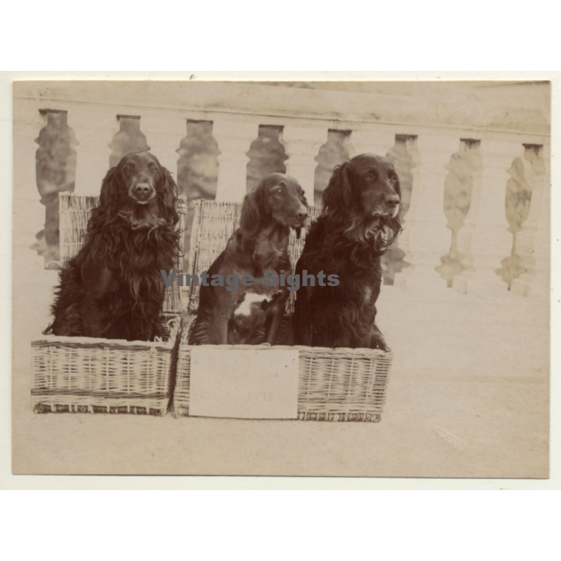 Snapshot: 3 Dogs In Basket / Gordon Setter? (Vintage Albumen Silver Print ~1900s) Snapshot: 3 Dogs In Basket / Gordon Setter? (Vintage Albumen Silver Print ~1900s)