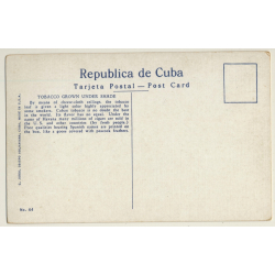 Habana - Cuba: Cutting Tobacco Grown Under Shade (Vintage PC ~1950s)