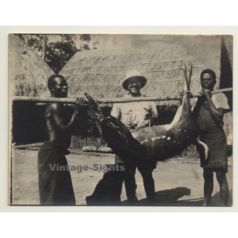 Congo-Belge: Colonial Hunter & 2 Natives W. Shot Antelope (Vintage Photo 1920s/1930s)