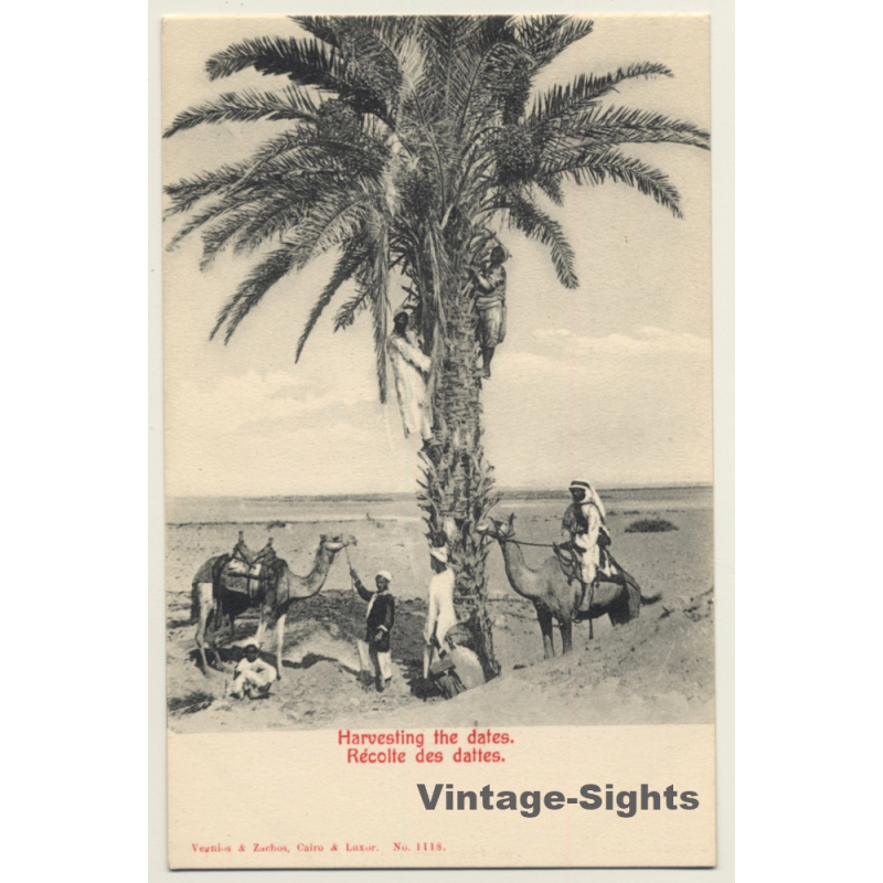 Egypt: Harvesting The Dates / Camels - Ethnic (Vintage PC ~1910s/1920s)
