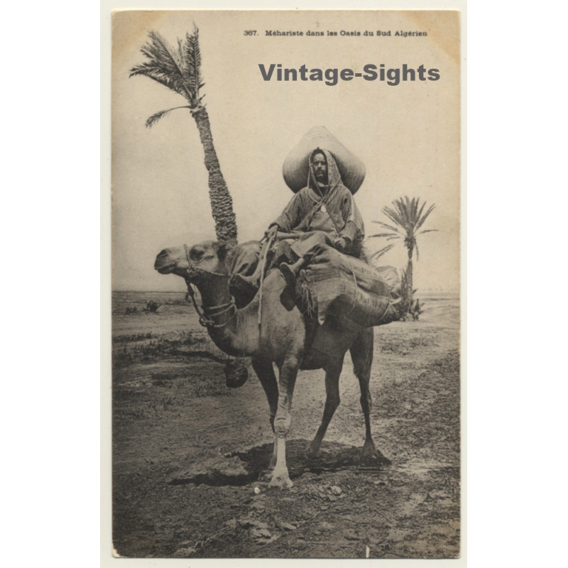 367 Méhariste Dans Oasis Du Sud Algérien / Camel Cavalry (Vintage PC)