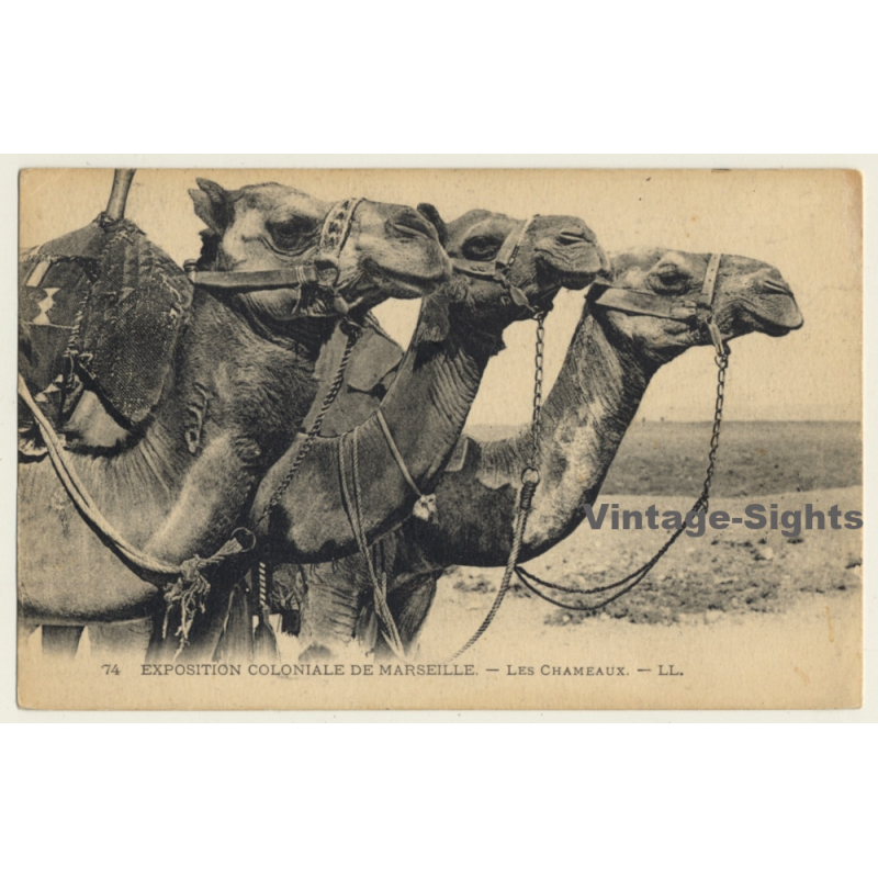 Exposition Coloniale De Marseille: Les Chameaux - Camels (Vintage PC Levy & Neurdein) Exposition Coloniale De Marseille: Les Chameaux - Camels (Vintage PC Levy & Neurdein)