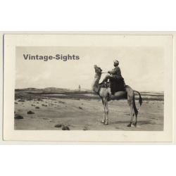Maghreb: Méhariste Au Chameau / Camel - Ethnic (Vintage RPPC )