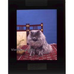 Persian Longhair *1 - Perser Langhaar / Cat (Vintage Diapositive 1970s)
