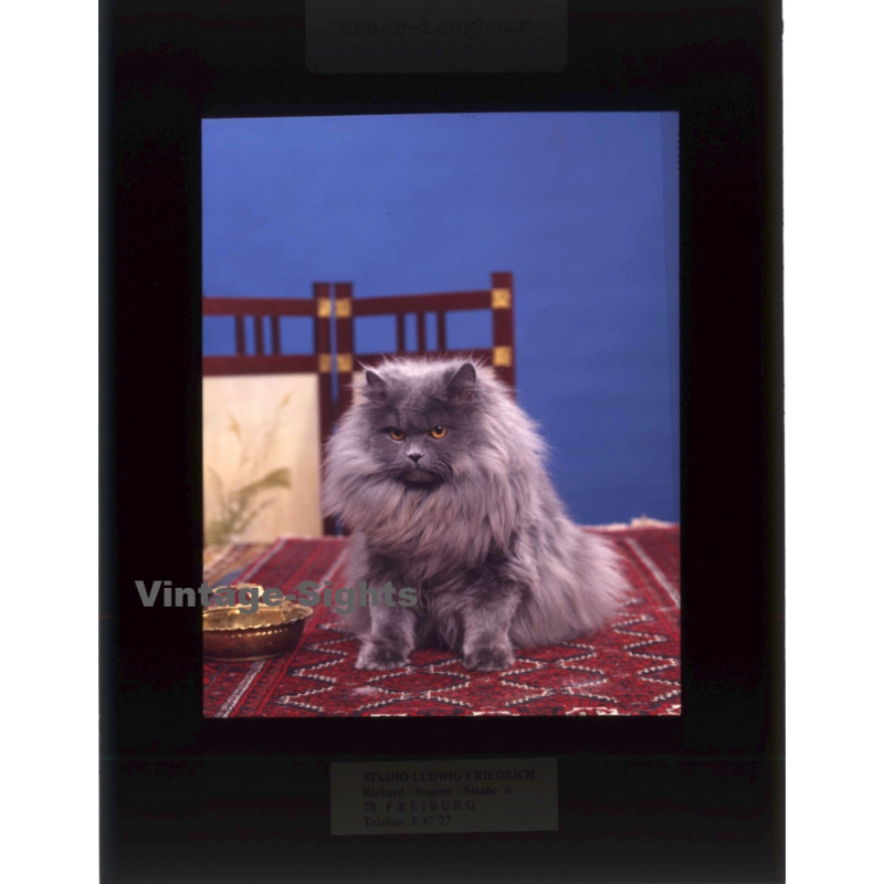 Persian Longhair *1 - Perser Langhaar / Cat (Vintage Diapositive 1970s) Persian Longhair *1 - Perser Langhaar / Cat (Vintage Diapositive 1970s)