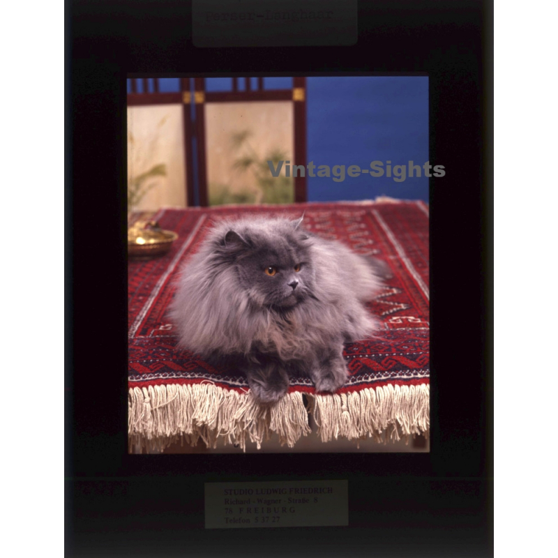 Persian Longhair *2 - Perser Langhaar / Cat (Vintage Diapositive 1970s)