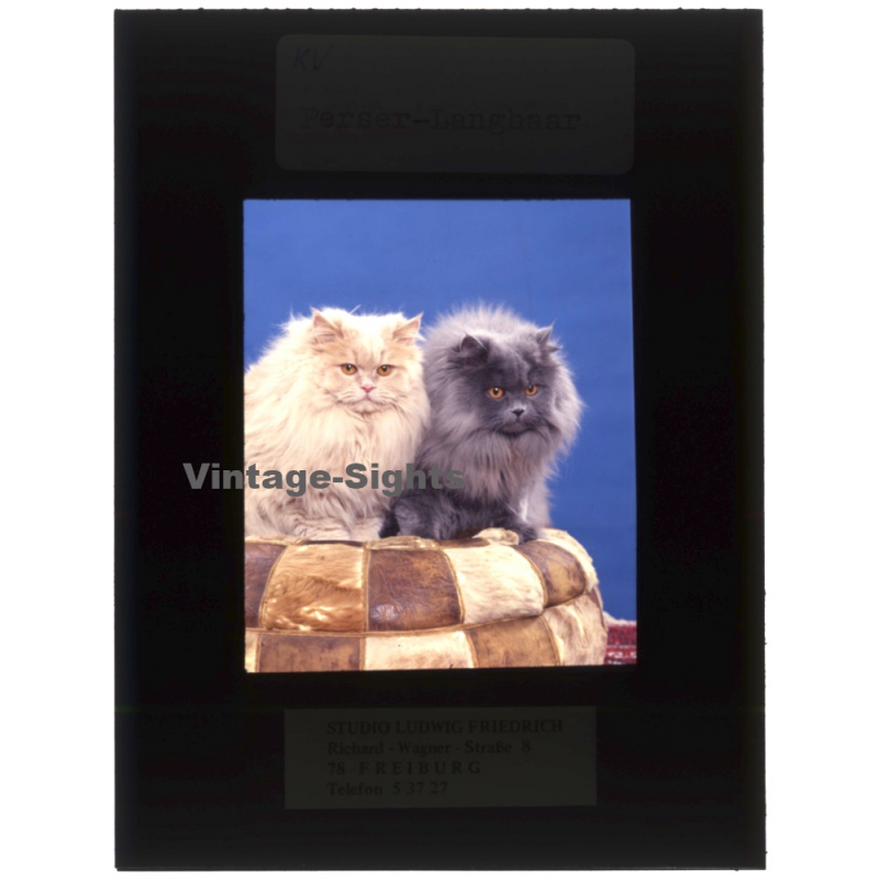 Persian Longhair *6 - Perser Langhaar / Cat (Vintage Diapositive 1970s) Persian Longhair *6 - Perser Langhaar / Cat (Vintage Diapositive 1970s)