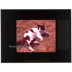 Persian Cat*2 - Perser Katze / Meadow (Vintage Diapositive 1970s)