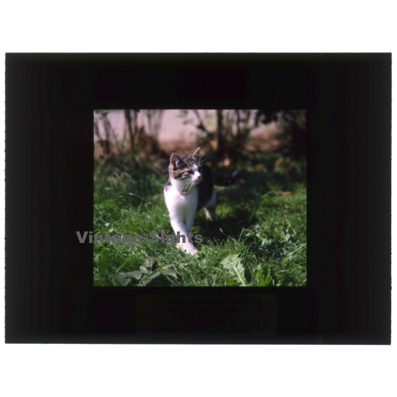 Great White Domestic Cat - Hauskatze / Meadow (Vintage Diapositive 1970s)