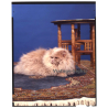 Persian Longhair *9 - Perser Langhaar / Cat (Vintage Diapositive Large Format 1970s)