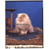 Persian Longhair *10 - Perser Langhaar / Cat (Vintage Diapositive Large Format 1970s)
