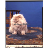 Persian Longhair *11 - Perser Langhaar / Cat (Vintage Diapositive Large Format 1970s)
