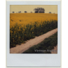 Photo Art: Rapeseed Field (Vintage Polaroid SX-70 1980s)