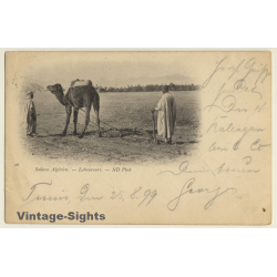 Algeria: Sahara Algérien - Laboureurs / Camel - Berber (Vintage PC 1899)