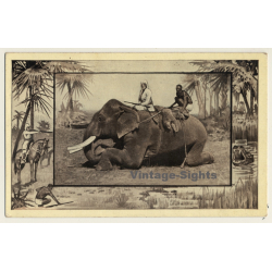 The African Elephant / M.J. Mintz (Vintage PC 1909)