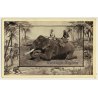 The African Elephant / M.J. Mintz (Vintage PC 1909)