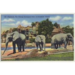 Elephants - Chicago Zoological Park (Vintage Linen PC ~1930s/1940s)