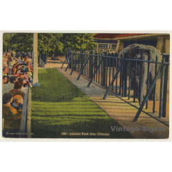 Lincoln Park Zoo, Chicago / Elephant (Vintage Linen PC...
