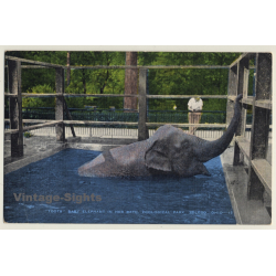Baby Elephant Toots / Zoological Park Toledo (Vintage Linen PC...