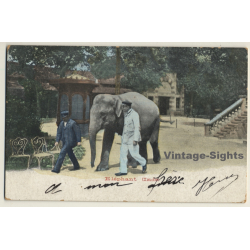 India: Eléphant (Inde) / Elephant (Vintage PC ~1910s)