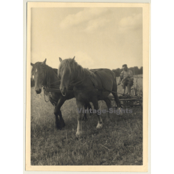 Man On Horse-Drawn Plow / Agriculture (Vintage Photo 1940s)